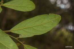 Image of Litsea australis B. P. M. Hyland