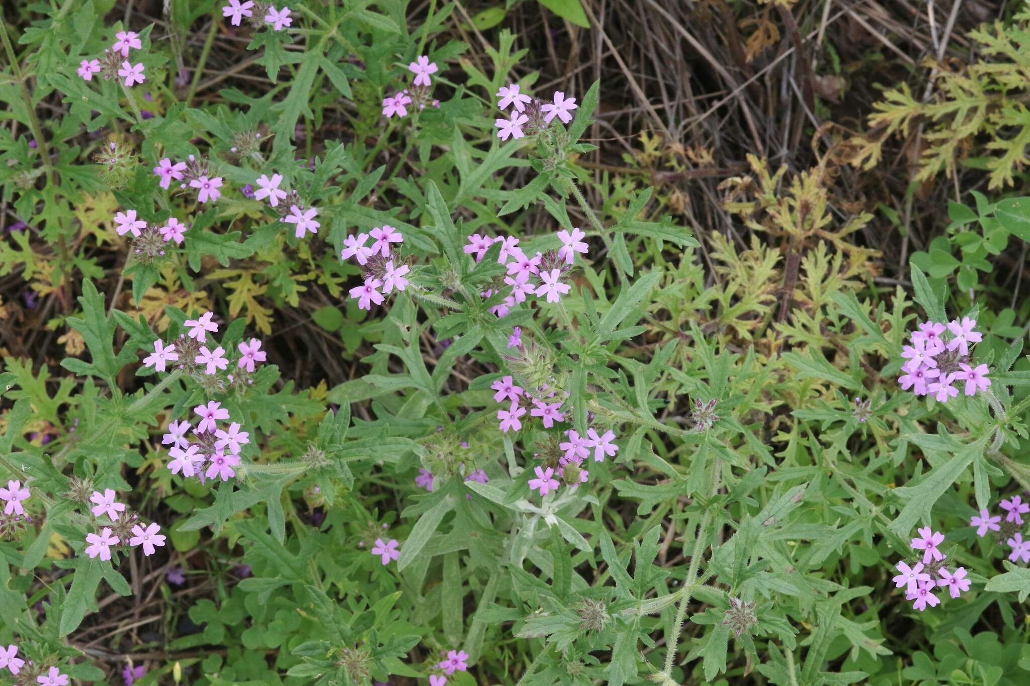 Image of Chiricahua Mountain mock vervain