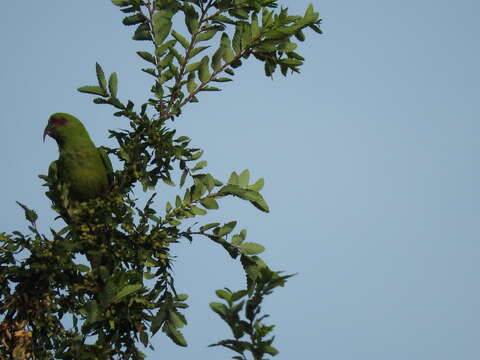 Image of Slender-billed Conure