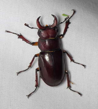 Image de Lucanus (Pseudolucanus) capreolus (Linnaeus 1763)