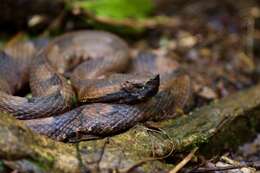 Image of Hognosed Pit Viper