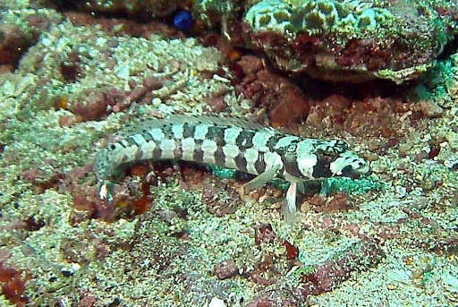 Image of Reticulated sandperch