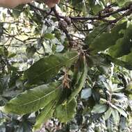 Image of Andean oak