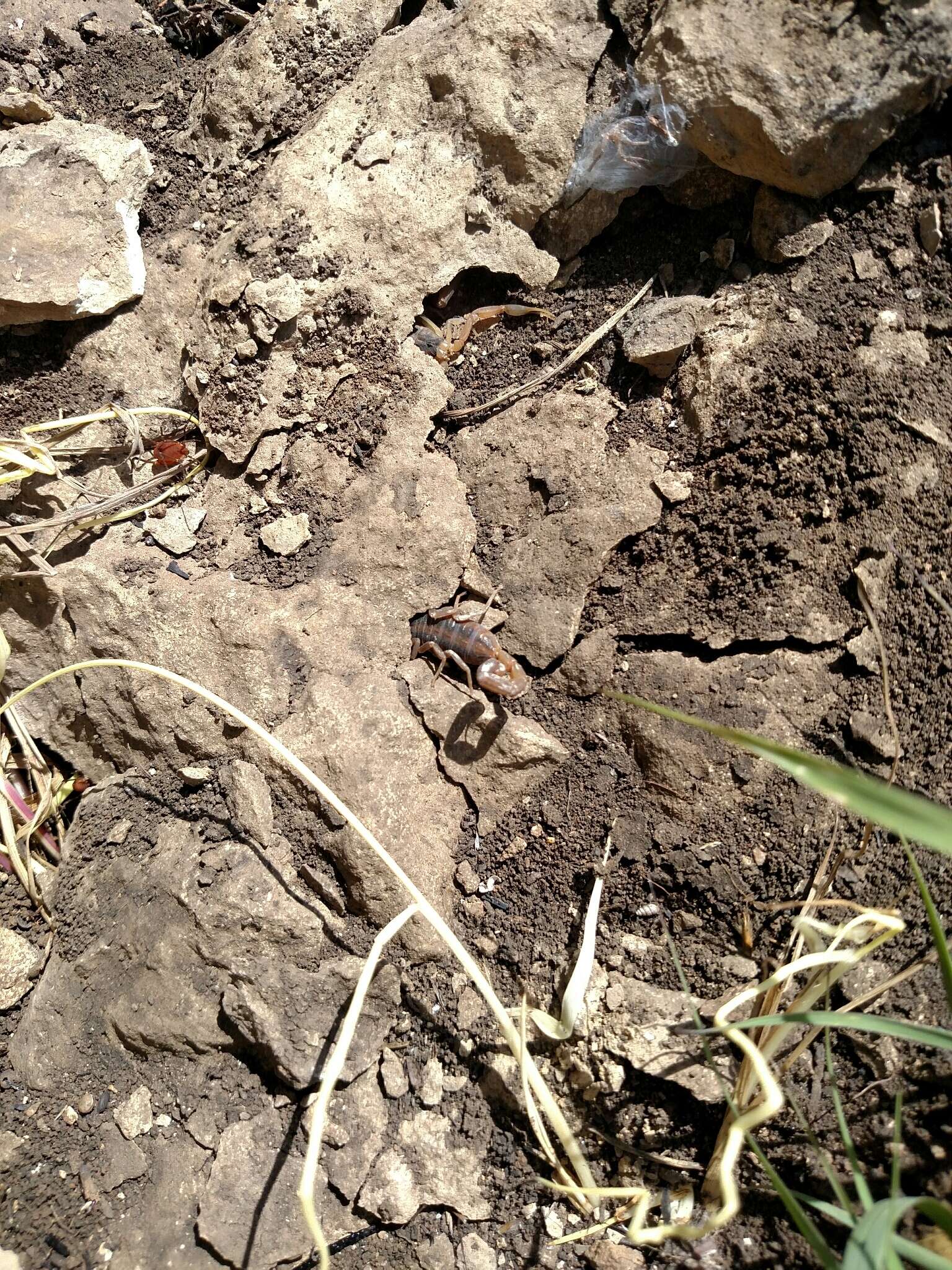 Image of Striped Bark Scorpion