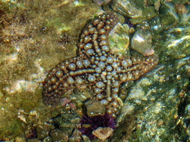 Image of Giant seastar