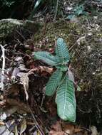 Image of Streptocarpus rexii (Hook.) Lindley