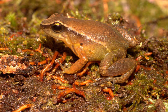 Image of Hyloxalus sanctamariensis Acosta-Galvis & Pinzón 2018