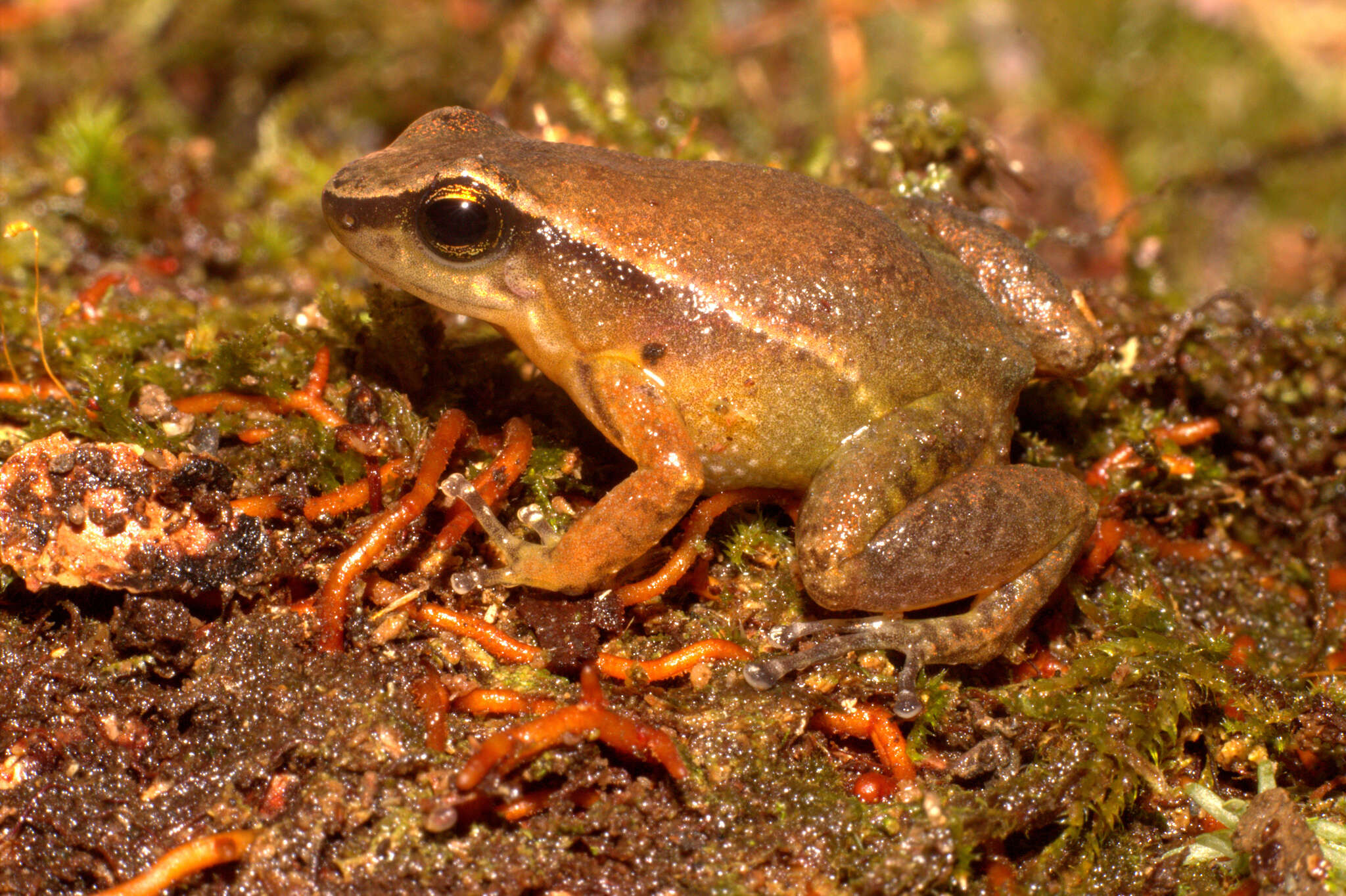 Imagem de Hyloxalus sanctamariensis Acosta-Galvis & Pinzón 2018