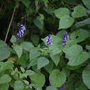 Image of Salvia glabra M. Martens & Galeotti