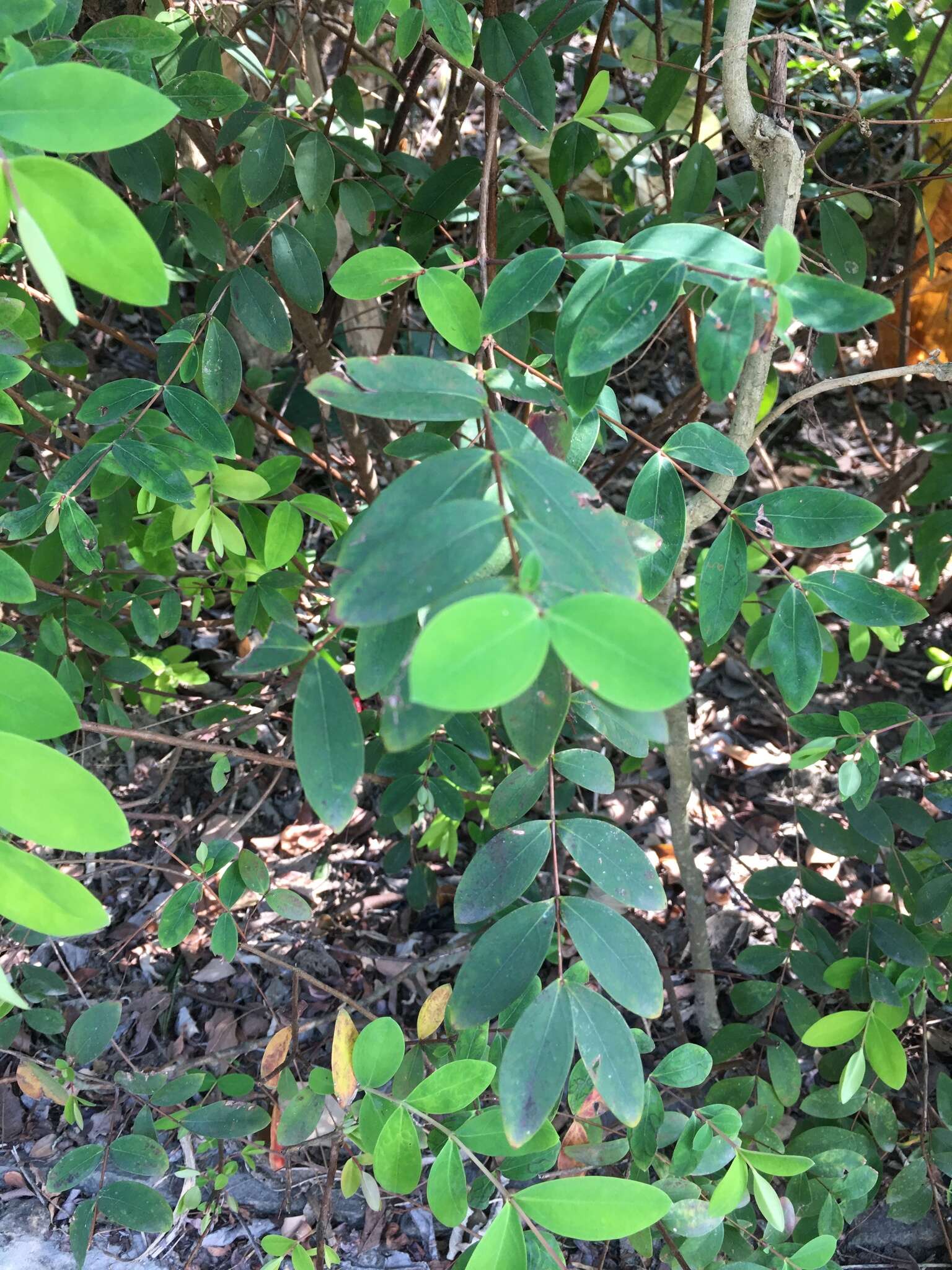 Image of Hypericum geminiflorum Hemsl.