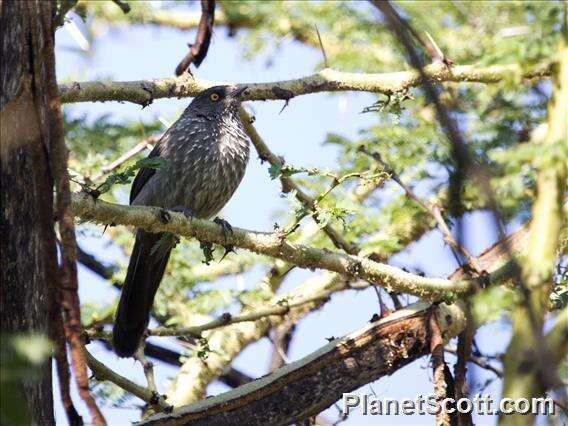 Image of Arrow-marked Babbler