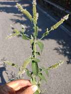 Plancia ëd Mentha spicata subsp. spicata