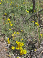 Image of Rocky Mountain zinnia