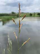 Image of southern cutgrass