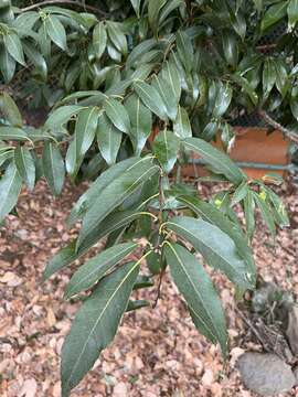 صورة Quercus myrsinifolia Blume