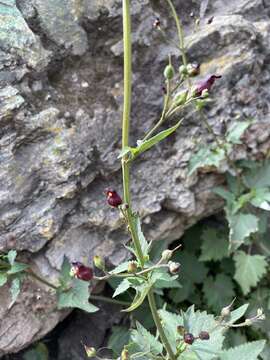 Imagem de Scrophularia atrata Pennell