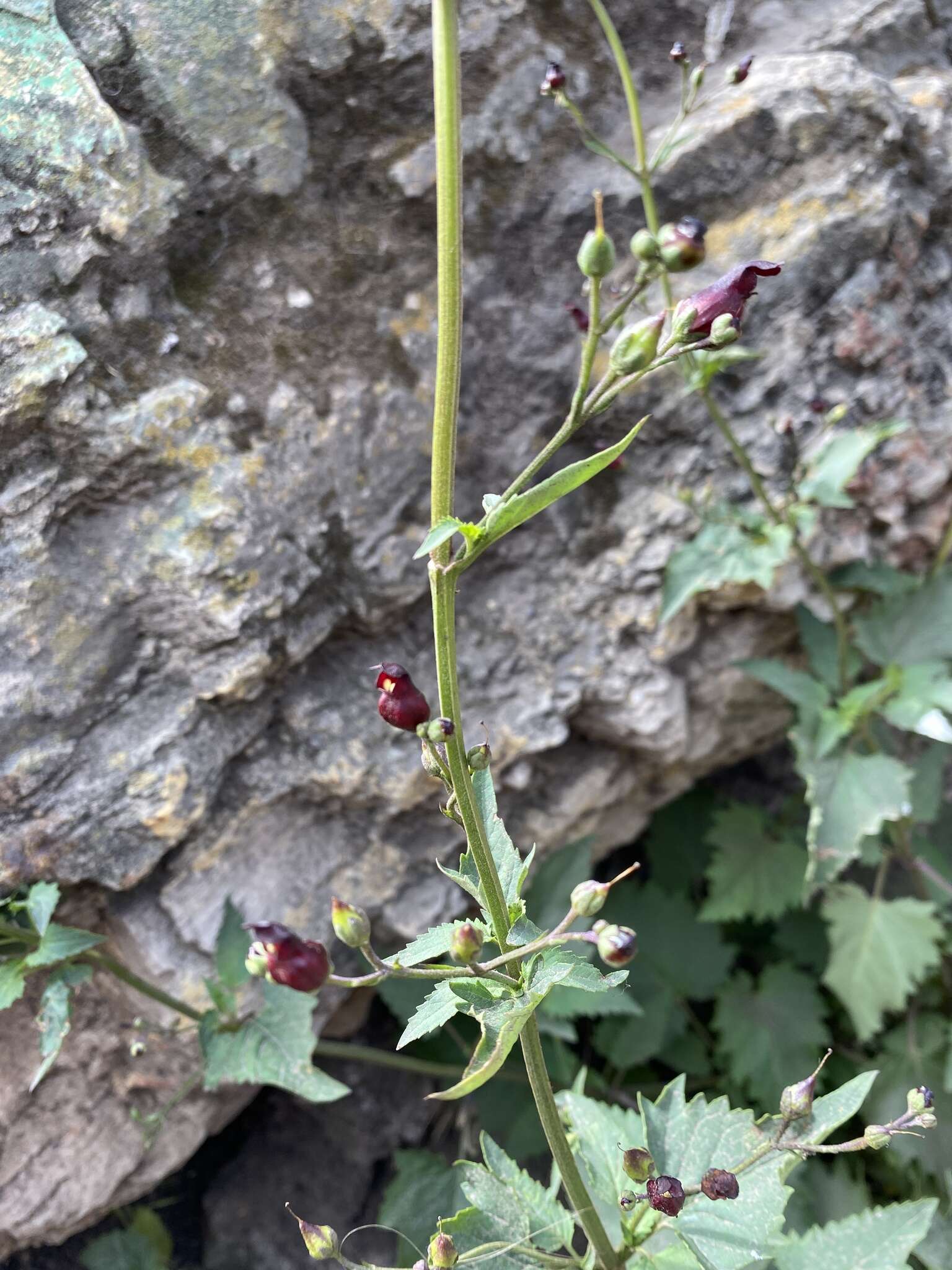 Image of Black-Flower Figwort