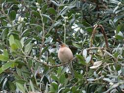 Image of Fringilla coelebs gengleri Kleinschmidt & O 1909