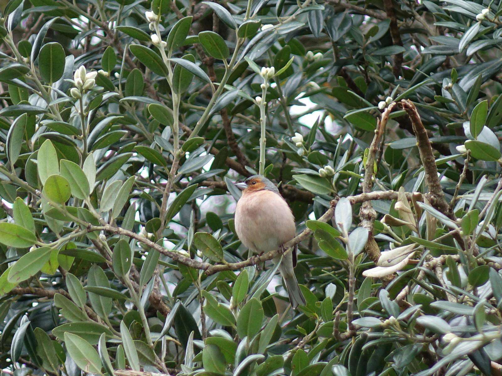 Image of Fringilla coelebs gengleri Kleinschmidt & O 1909