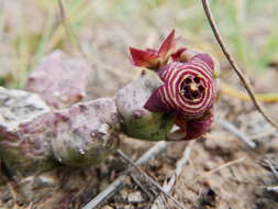 Image of Ceropegia europaea (Guss.) Bruyns