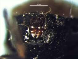 صورة Alydus conspersus conspersus Montandon 1893