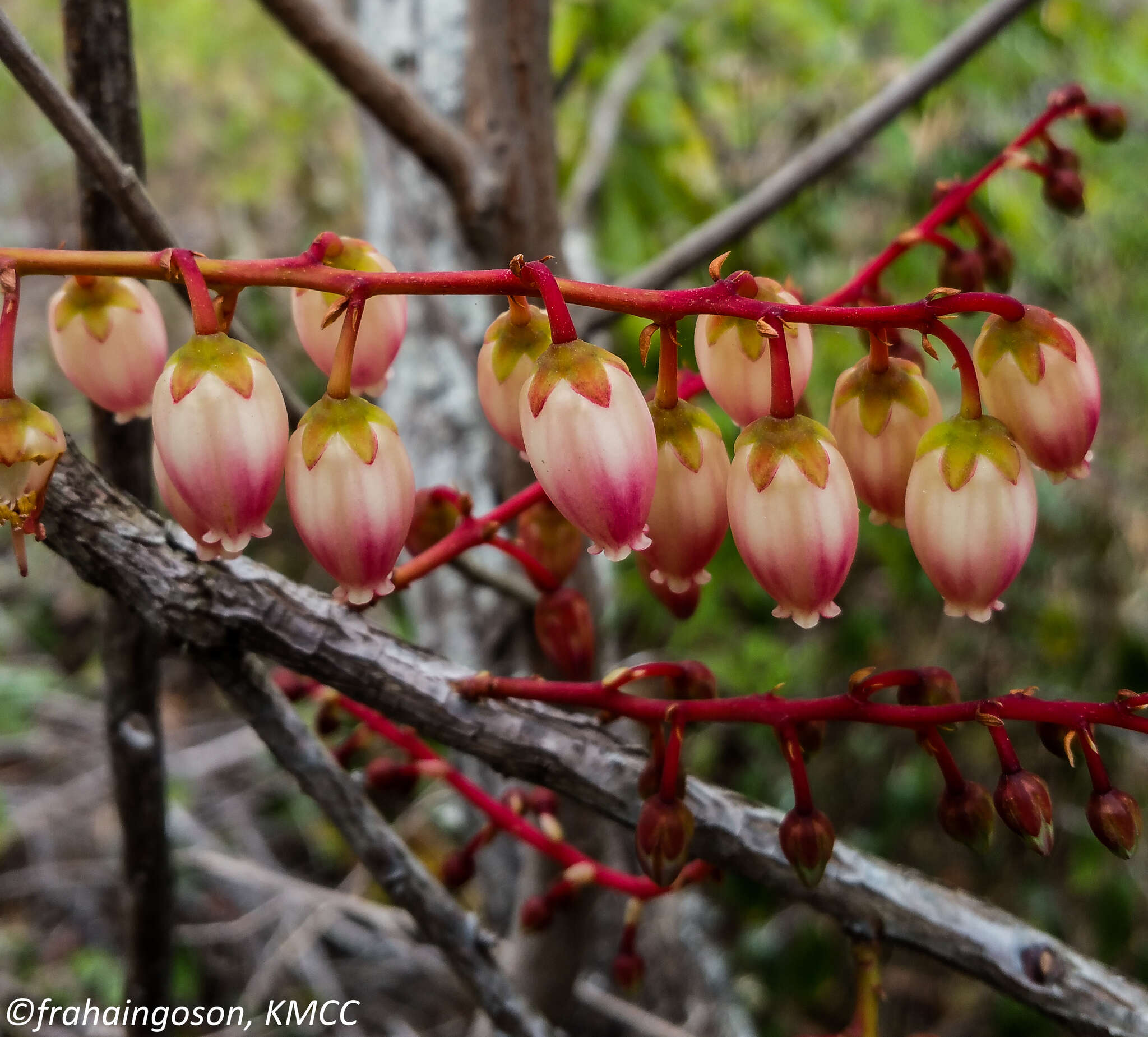 Image of Agarista salicifolia (Lam.) G. Don