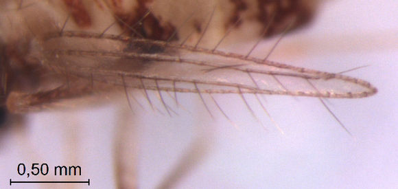 539.cicrp ffoh00124 0101w 1437400192 jpg.580x360