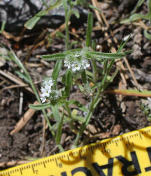 Plancia ëd Cryptantha echinella Greene