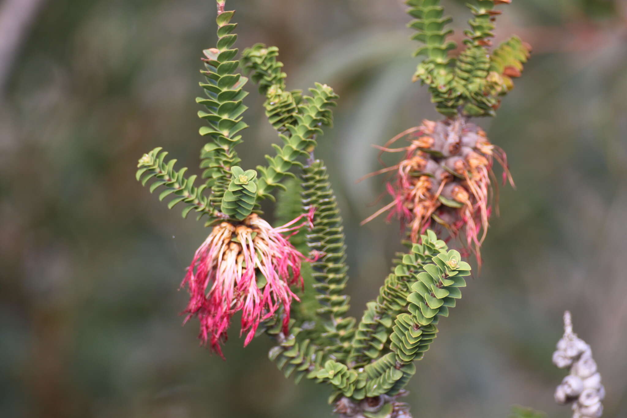 Image of Melaleuca transversa Craven & R. D. Edwards