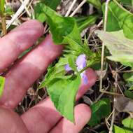 Imagem de Viola acuminata Ledebour