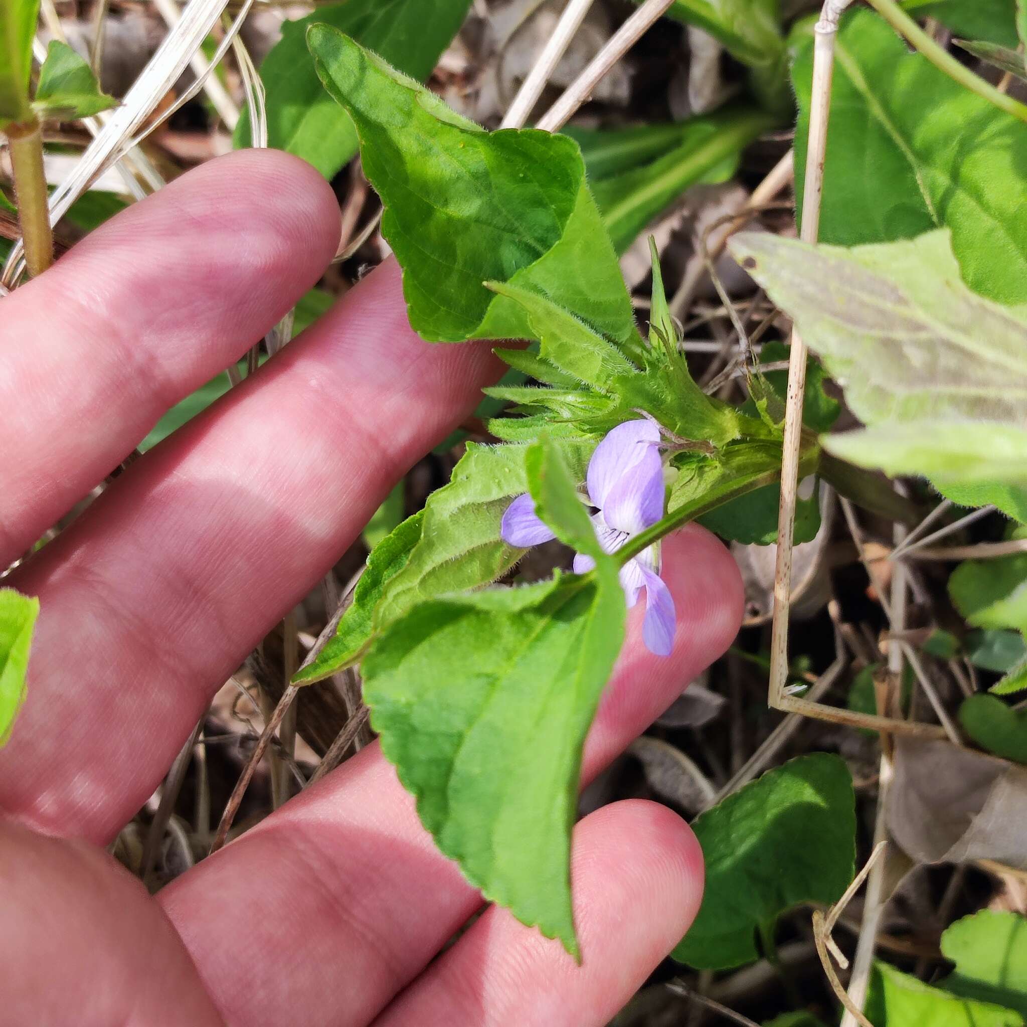 Imagem de Viola acuminata Ledebour