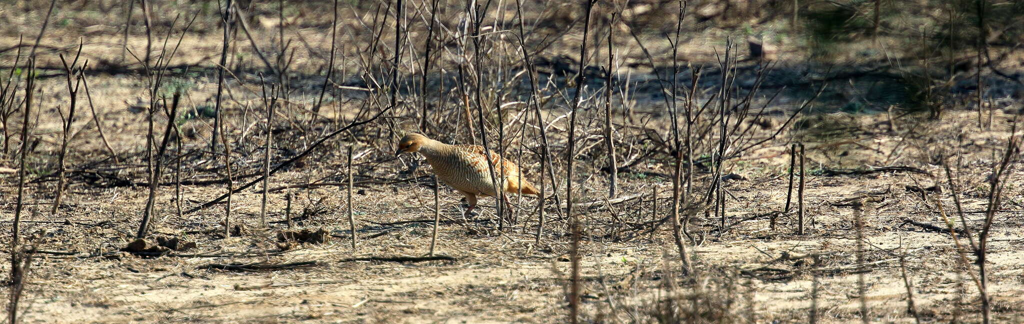 Image of Grey Francolin