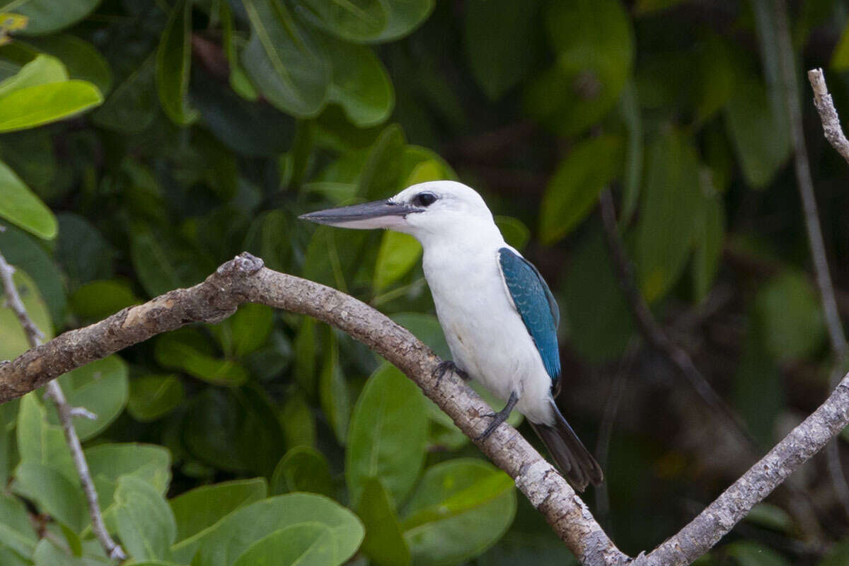 Image of Beach Kingfisher