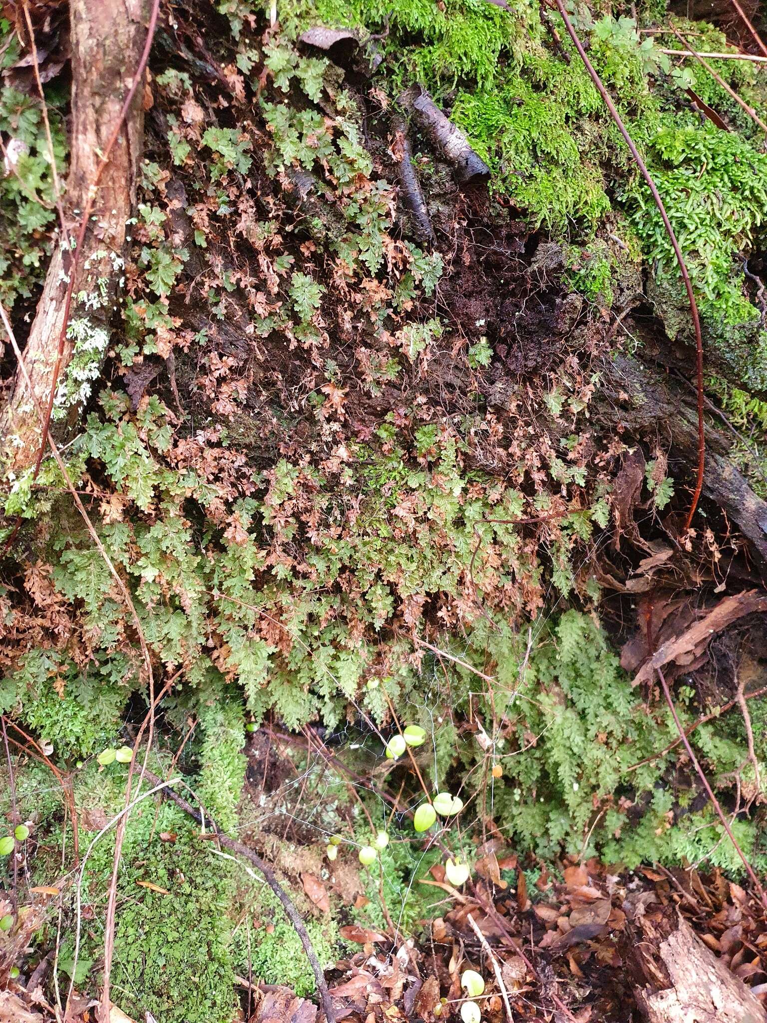 Plancia ëd Hymenophyllum rufescens Kirk