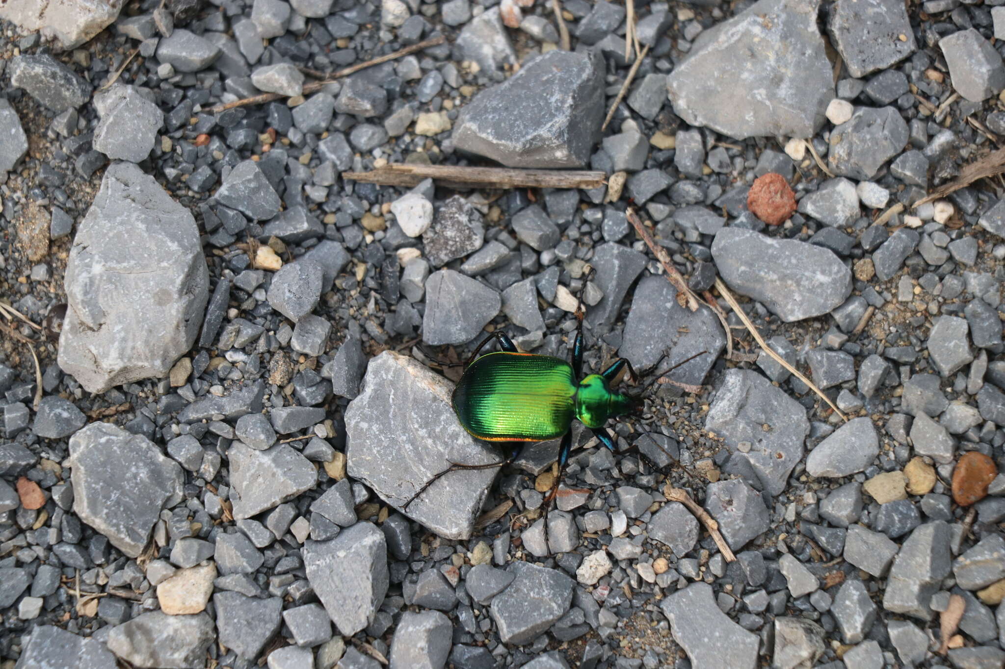 Sivun Calosoma (Calosoma) aurocinctum Chaudoir 1850 kuva