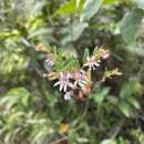 Image de Cuphea sessiliflora St.-Hil.