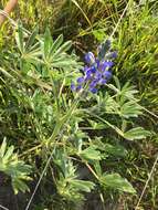 Image of Lupinus cosentinii Guss.