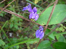 Image of blue cardinal flower