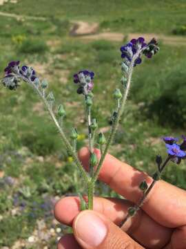 Plancia ëd Cynoglossum cristatum Schreb.