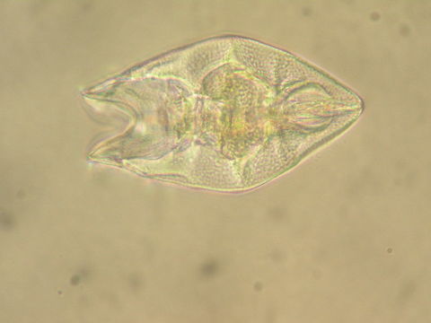 Image of Mytilinidae