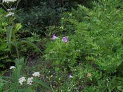 Image of smallflower false foxglove