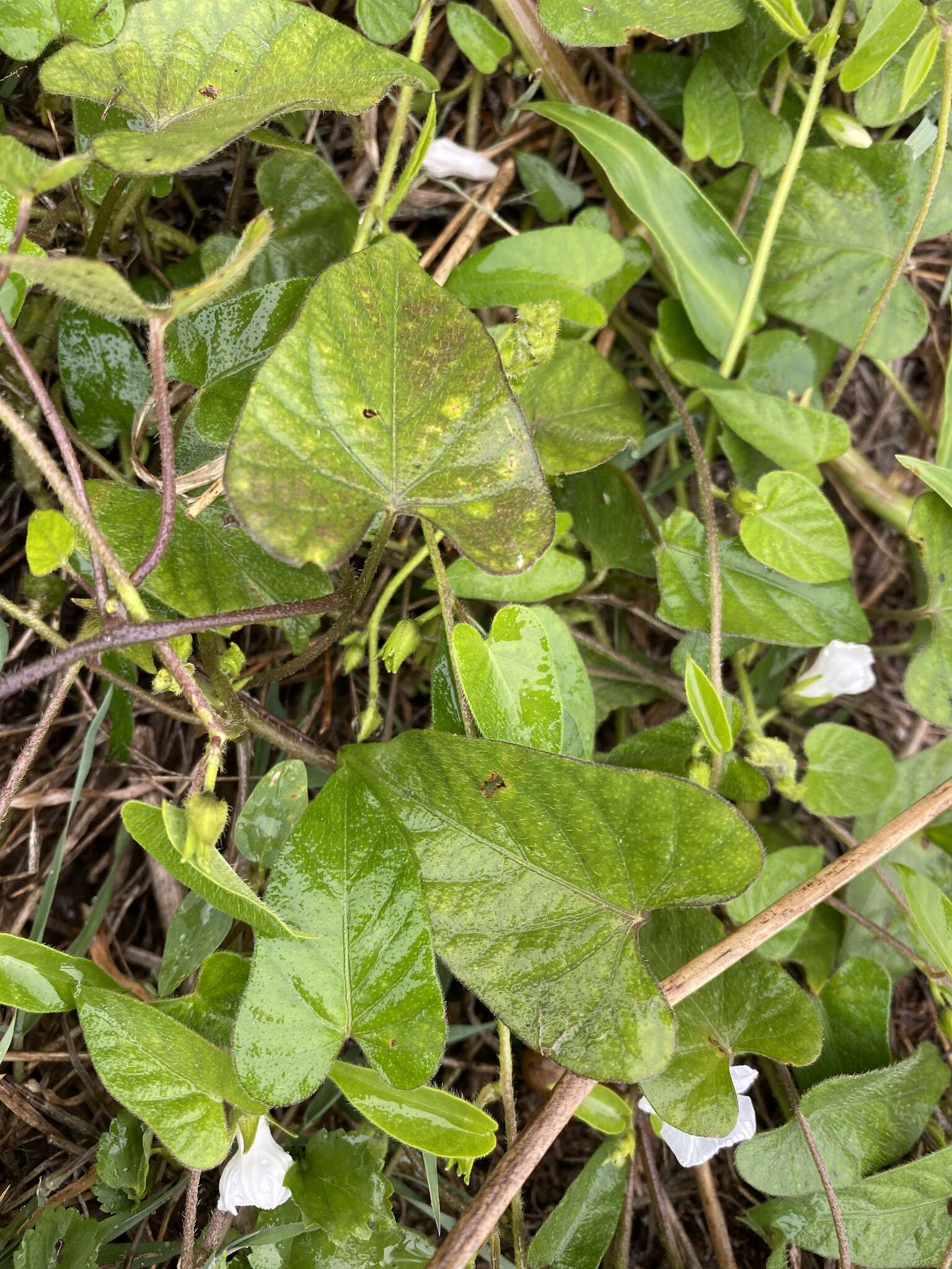 Image of Ipomoea biflora subsp. biflora