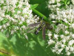 Image of Lepidophora