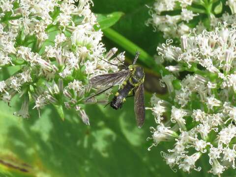 Image of Lepidophora