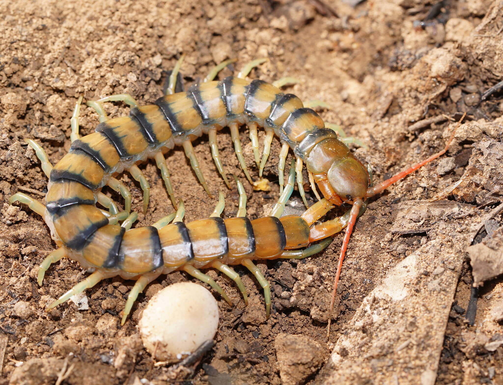 Image of red-headed centipede