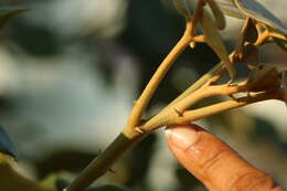 Plancia ëd Erythrina suberosa Roxb.