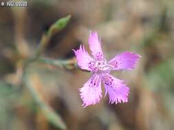 Image of Dianthus pendulus Boiss. & Bl.