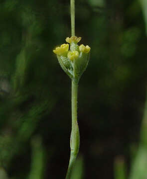 Image of Bupleurum orientale Snogerup