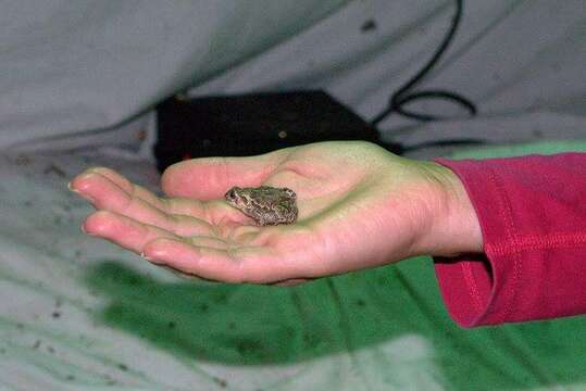 Image of Canadian Toad