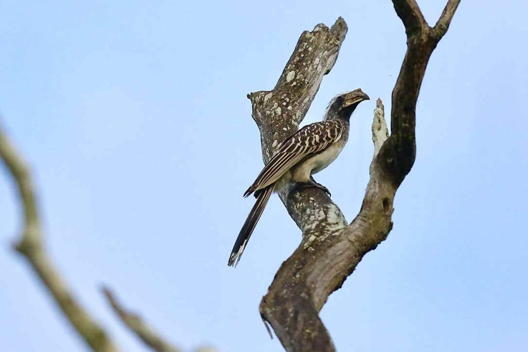 صورة Lophoceros pallidirostris (Hartlaub & Finsch 1870)